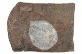 Paleocene Leaf Fossil - North Dakota #231999-1